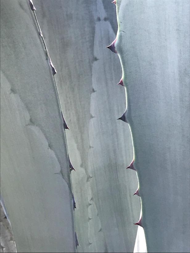 A close shot of the red-tipped thorns and grey-green leaves of a giant aloe, photographed in a Harare garden in March 2020, when COVID-19 hit Africa.