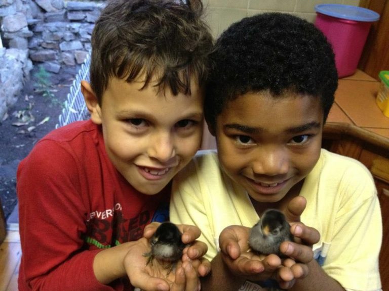 Two smiling boys aged 5 and 6, each cradling a newly hatched bantam.