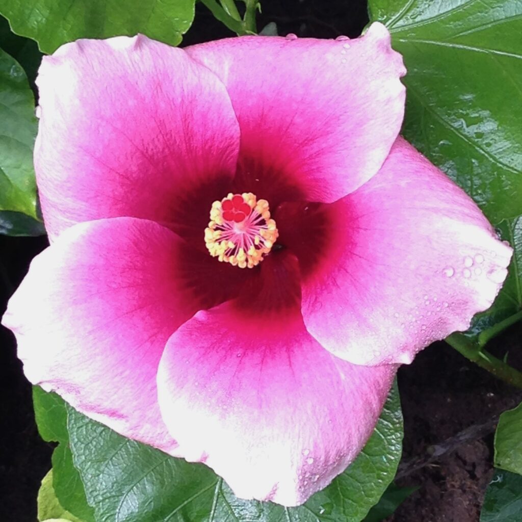 Hibiscus flower, Durban