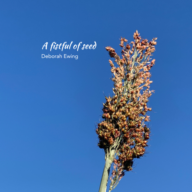 A fistful of seed (1080 x 1080 px) (3)