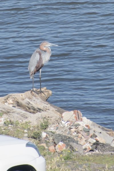 Goliath heron & car