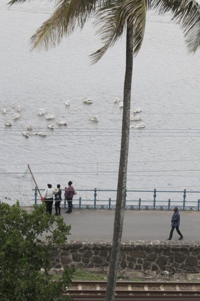 Pelicans 2